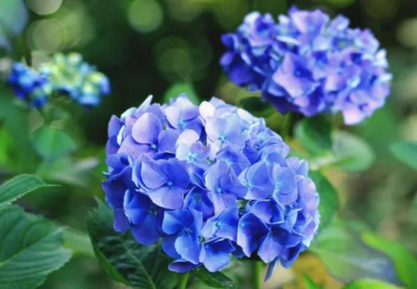 The Most Expensive Flowers in the World - 8. Hydrangea