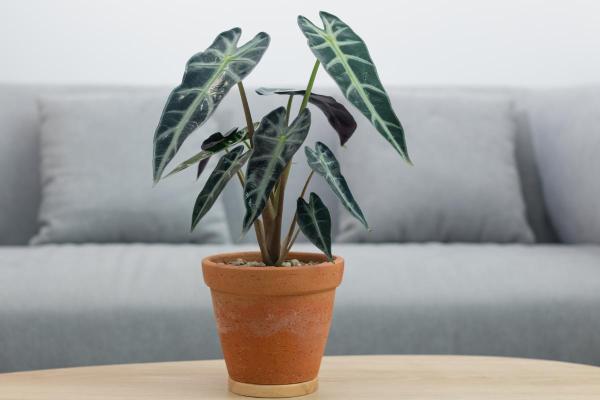 Types of Alocasia Plants - African mask plant (Alocasia x Amazonica)
