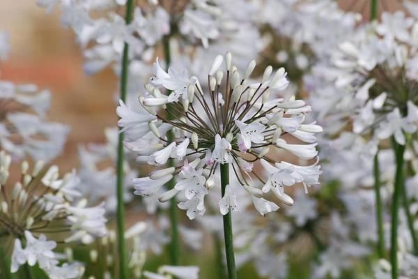 Caring for Agapanthus in Pots - Lily of the Nile Care - Agapanthus watering