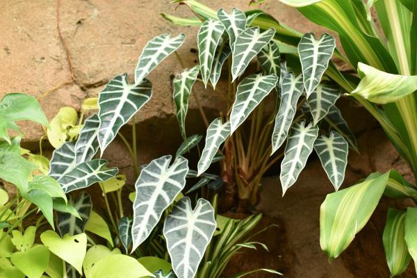 Types of Alocasia Plants - Alocasia bambino (Alocasia x amazonica bambino)