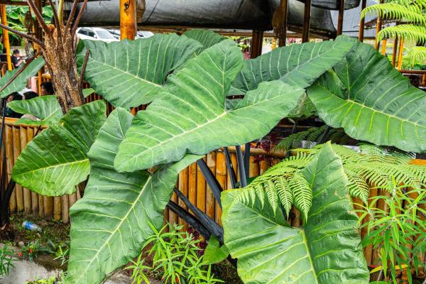 Types of Alocasia Plants - Alocasia 'Loco' (Alocasia macrorrhizos 'Borneo Giant')