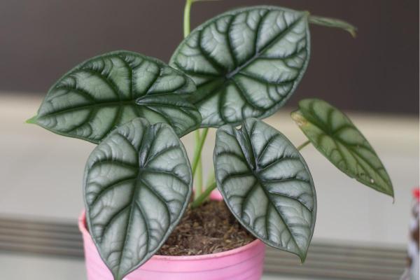 Types of Alocasia Plants - Alocasia ‘Silver Dragon’