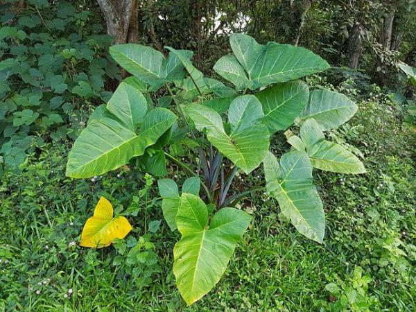 Plants With Colorful Leaves - Bright Foliage Plants - American taro (Xanthosoma sagittifolium)