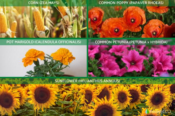 What Are Herbaceous Plants? - Annual herbaceous plants