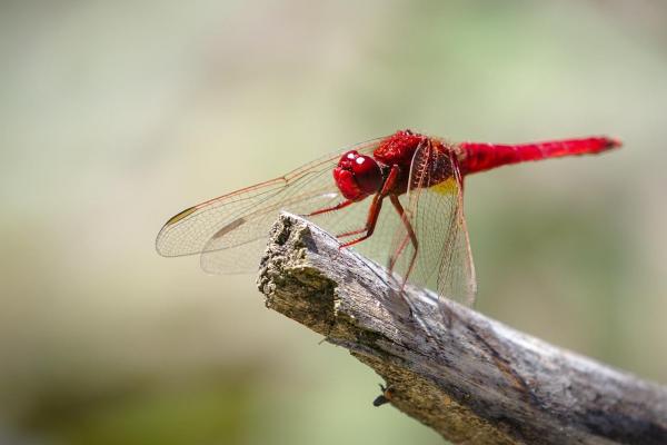 Do Dragonflies Bite or Sting? - Are dragonflies dangerous to humans?
