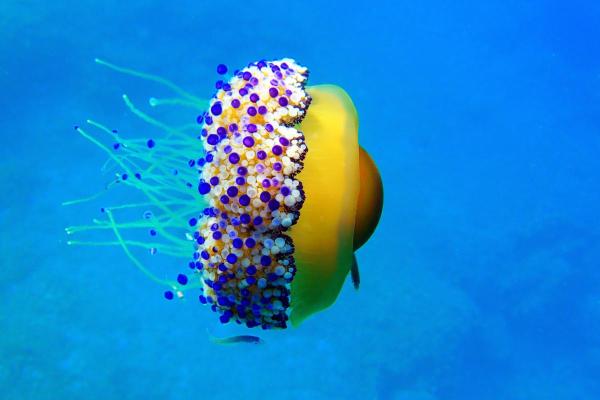 Are Fried Egg Jellyfish Poisonous?