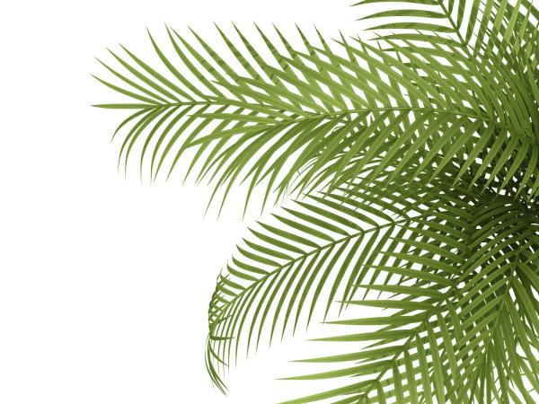 Indoor Plants That Absorb Heat - Areca palm