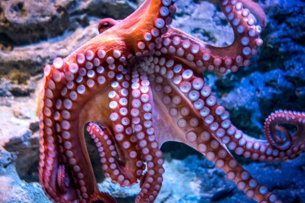 Octopus Anatomy - Body Parts of an Octopus - Arms