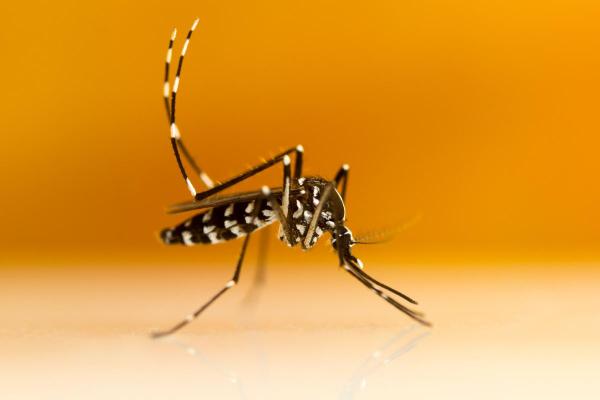 Most Dangerous Animals in Spain - Asian tiger mosquito (Aedes albopictus)