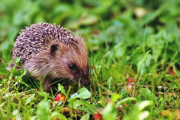 Effective Natural Ways to Get Rid of Slugs and Snails - Attract natural predators to control slugs and snails