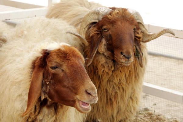 Different Kinds of Sheep Breeds - Awassi sheep