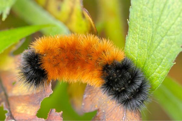 Different Types of Caterpillars - Banded woolly bear (Pyrrharctia isabella)