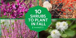 Best Shrubs to Plant in Fall