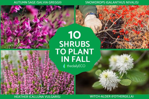 Best Shrubs to Plant in Fall