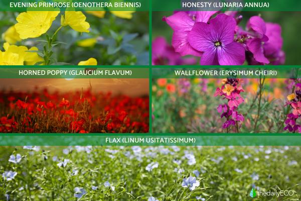What Are Herbaceous Plants? - Biennial herbaceous plants