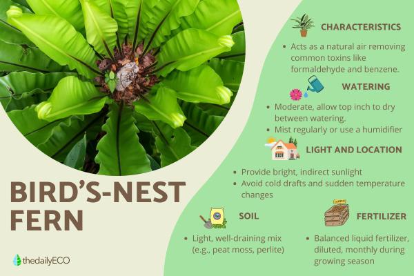 Bird's-Nest Fern Care Guide