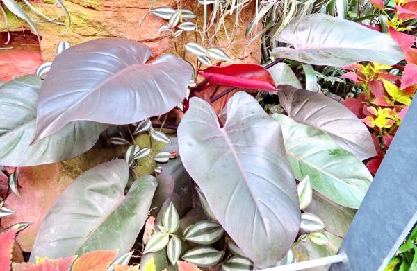 Types of Philodendron With Pictures - Black cardinal philodendron (Philodendron erubescens ‘Black Cardinal’)