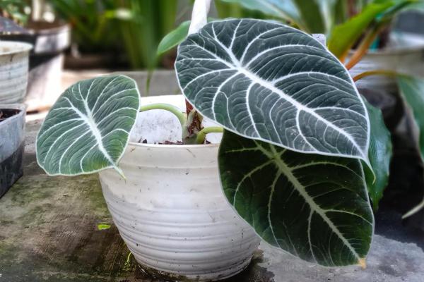 Types of Alocasia Plants - Black velvet (Alocasia reginula)