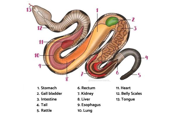 Snake Anatomy - Parts of a Snake - Body of the snake