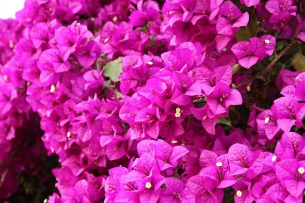 Low Maintenance Plants for Full Sun Gardens - Bougainvillea