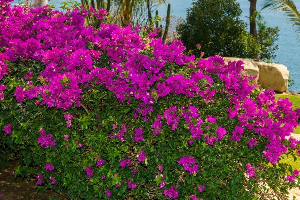 Best Climbing Plants with Flowers - Bougainvillea (Bougainvillea spp.)