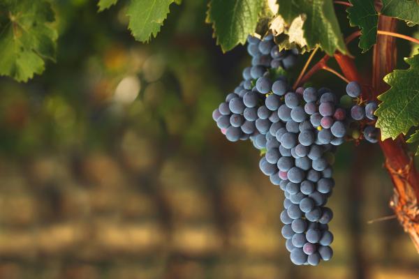 Different Types of Grapes for Eating and Drinking - Cabernet Sauvignon