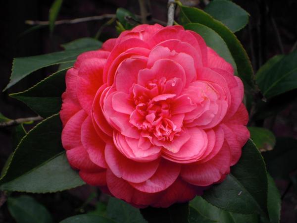 Top 10 Plants with Big Flowers - Camellia