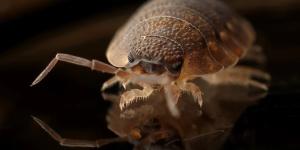 Can Bed Bugs Fly?