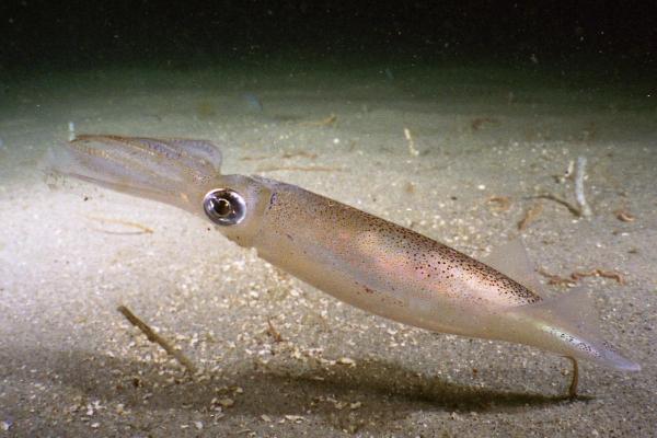 What Are Chromatophores and How Do They Work? - Cephalopod chromatophores