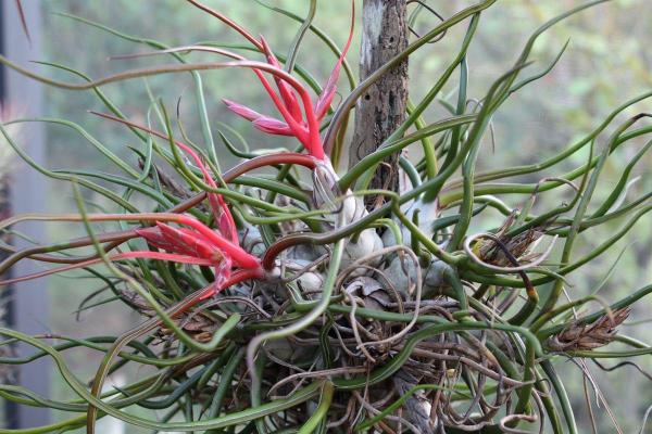 Types of Air Plants - Species and Care Guide - Characteristics of air plants
