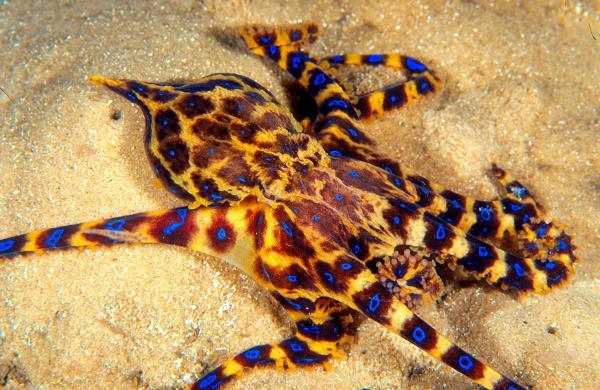 Invertebrate Animals - Examples and Characteristics - Characteristics of invertebrate animals