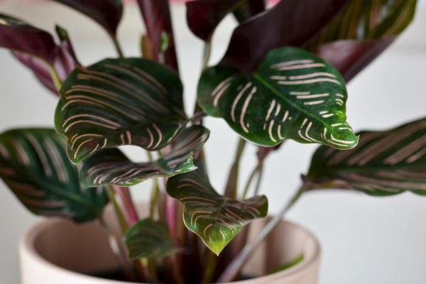 How to Care for Pinstripe Calathea - Characteristics of Pinstripe Calathea (Calathea ornata)