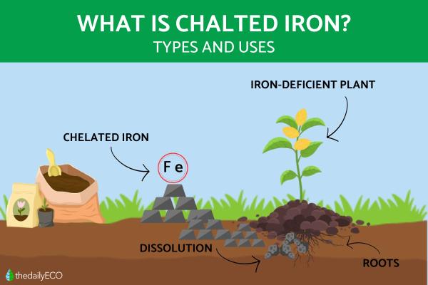 Chelated Iron for Plants - Types and Uses