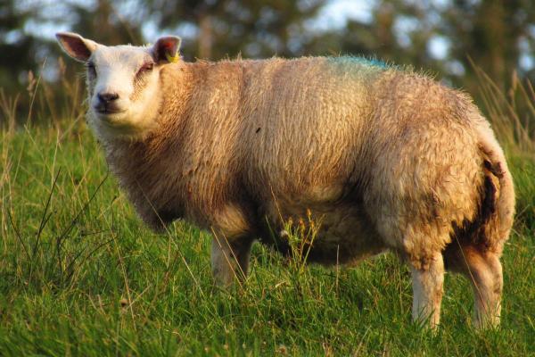 Different Kinds of Sheep Breeds - Cheviot sheep