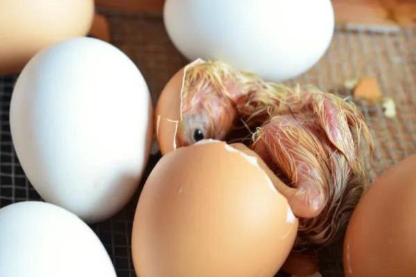 What Are Chordates? - Chordates reproduction