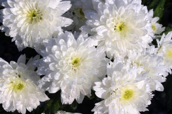 White Flower Plants for the Garden - Chrysanthemums (Chrysanthemum)