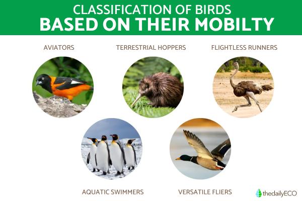 How Are Birds Classified? - Classification of birds based on their mobility