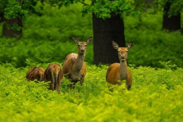 What is a Dry Forest? - Climate, flora and fauna of tropical dry forests
