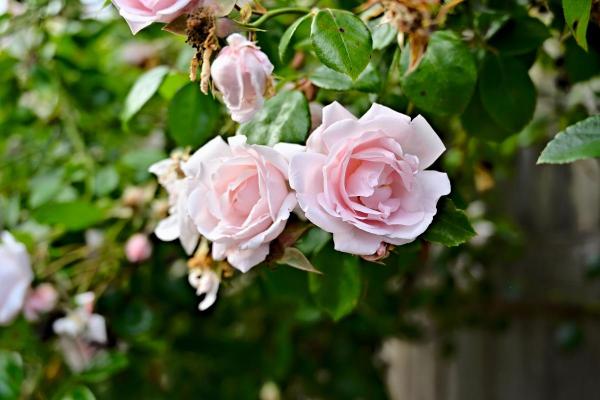 Top Indoor Climbing Plants for Beginners - Climbing Rose (Rosa spp.)