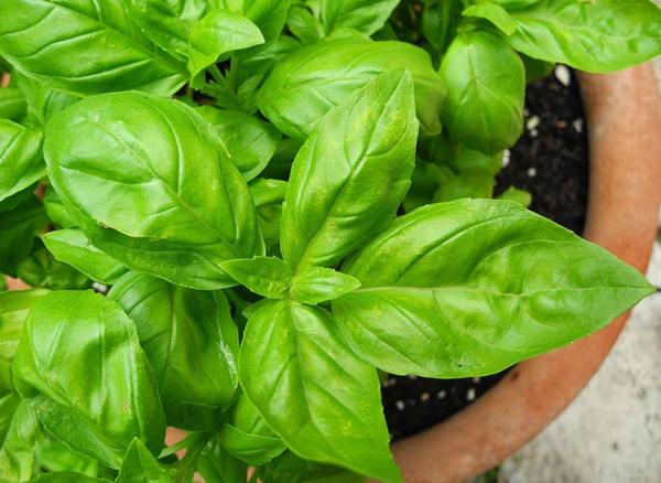 10 Types of Basil - Common or sweet basil (Ocimum basilicum)