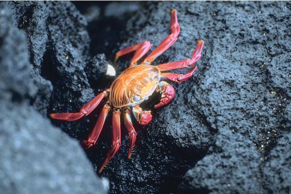 Are Crabs Vertebrates or Invertebrates? - Crab taxonomy