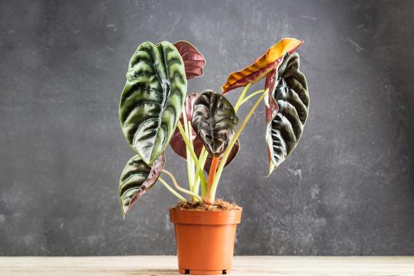 Types of Alocasia Plants - Cuprea alocasia (Alocasia cuprea)