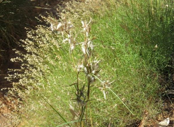 Types of Citronella Plants - Cymbopogon obtectus