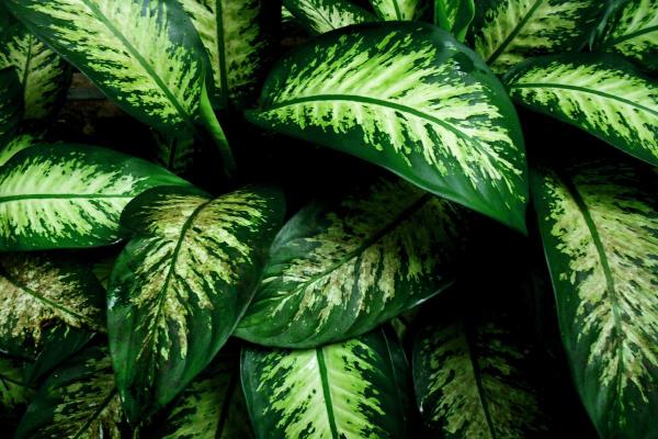 Best Plants for Dark Rooms - Dieffenbachia (Dieffenbachia spp.)