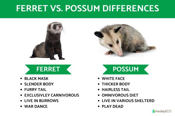 Difference Between Ferret Vs. Possum