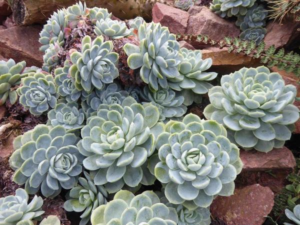Differences Between Cacti and Succulents - Differences between cacti and succulents