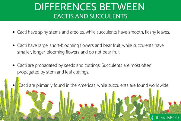 Differences Between Cacti and Succulents