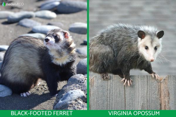 Difference Between Ferret Vs. Possum - Differences between ferrets vs. possums