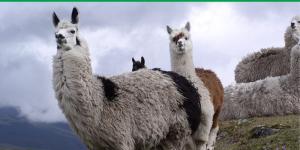 Differences Between Llamas and Alpacas