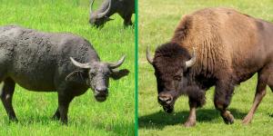 Differences Between Water Bison vs. Buffalo